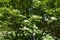 Crown of blossoming Sorbus aria tree in May