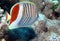 Crown Butterflyfish, Chaetodon paucifasciatus at Dangerous Reef,