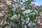 Crown of the Ceiba speciosa tree with large pink flowers, cotton or silk fruits, green foliage and large prickles on the branches