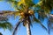 Crown of coconut or palm tree with clusters of coconuts in front of blue sky