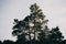 Crown of coniferous tree with clear sky