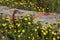 Crown Daisies and a Log