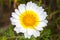 Crown daisy Glebionis coronaria flower