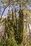 Crown of elephant cactus in Sierra de la Laguna hills, Baja California Sur, Mexico