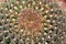 Crown of a Fishhook Barrel Cactus in Arizona