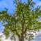 Crown of a flourishing tree against sky and clouds