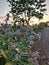 Crown Flower Biduri Calotropis Gigantea Milkweed Sunset