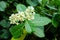 Crown flower blooming on the tree Calotropis gigantea