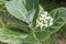 Crown Flower, Giant Indian Milkweed