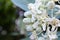 Crown Flower, Giant Indian Milkweed, Gigantic Swallowwort (Calotropis gigantea)