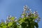 Crown of flowering catalpa against blue sky