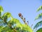 Crown and fronds of New Zealand tree fern