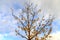 Crown of a gingko tree