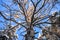 The crown of a huge dried pine against the blue winter sky