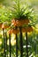 Crown imperial