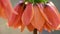 Crown Imperial Easter Lily Flower