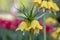 Crown Imperial flowers, also know as Fritillaria imperialis, Member of the Lily family