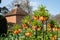 Crown imperial flowers, also known as Fritillaria Imperialis. Photographed in early April at Eastcote House, London UK.