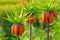 Crown imperial flowers (Fritillaria imperialis)