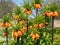 Crown imperial flowers, Fritillaria Imperialis. Photographed in spring in the walled garden at Eastcote House, London UK