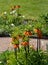 Crown imperial flowers, Fritillaria Imperialis. Photographed in spring in the walled garden at Eastcote House, London UK