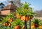 Crown imperial flowers, Fritillaria Imperialis. Photographed in spring in the walled garden at Eastcote House, London UK