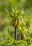 Crown Imperial - Fritillaria imperialis