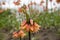 Crown imperial Fritillaria imperialis Brahms salmon pink flower