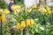 Crown imperial Fritillaria imperialis Lutea pending yellow flowers