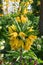 Crown imperial Fritillaria imperialis Lutea yellow flowering plant