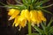 Crown imperial fritillary Fritillaria imperialis flowers. Yell