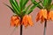 Crown imperial, imperial fritillary- Fritillaria imperialis