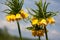 Crown imperial, imperial fritillary or Kaiser`s crown Fritillaria imperialis