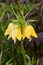 Crown imperial with morning dew