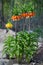 Crown Imperials flowers, Kaiser's Crown, Fritillaria imperialis in the garden. Vertical image