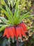 Crown Imperials (Fritillaria imperialis)