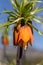 Crown Imperials, Kaiser\'s Crown, Fritillaria imperialis