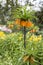 Crown Imperials, Kaiser`s Crown, Fritillaria imperialis