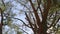 Crown of larch tree, view from below