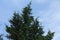 Crown of Lawson cypress against the sky