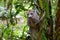 A crown lemur crawls on the branches of a tree