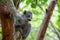 A crown lemur crawls on the branches of a tree