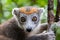 A crown lemur on a tree in the rainforest of Madagascar