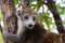 A crown lemur on a tree in the rainforest of Madagascar