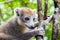 A crown lemur on a tree in the rainforest of Madagascar