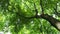 The crown of a linden tree, taken from the bottom up. Fresh green foliage. Fruska Gora, Serbia. Linden forest or park