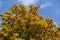 Crown of maple against the sky in autumn