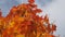 Crown maple in the autumn in the sky. Yellow maple leaves. The l