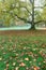 Crown of an old tree. Beautiful autumn park. Autumn trees and leaves. Autumn Landscape. panorama of a stunning forest scenery