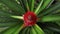 A crown overhead view of a young pineapple in the starting stage